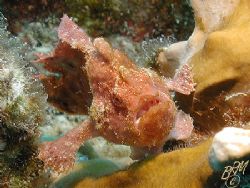 Juvenile Frogfish from Bonaire. This one was forced to mo... by Brian Mayes 